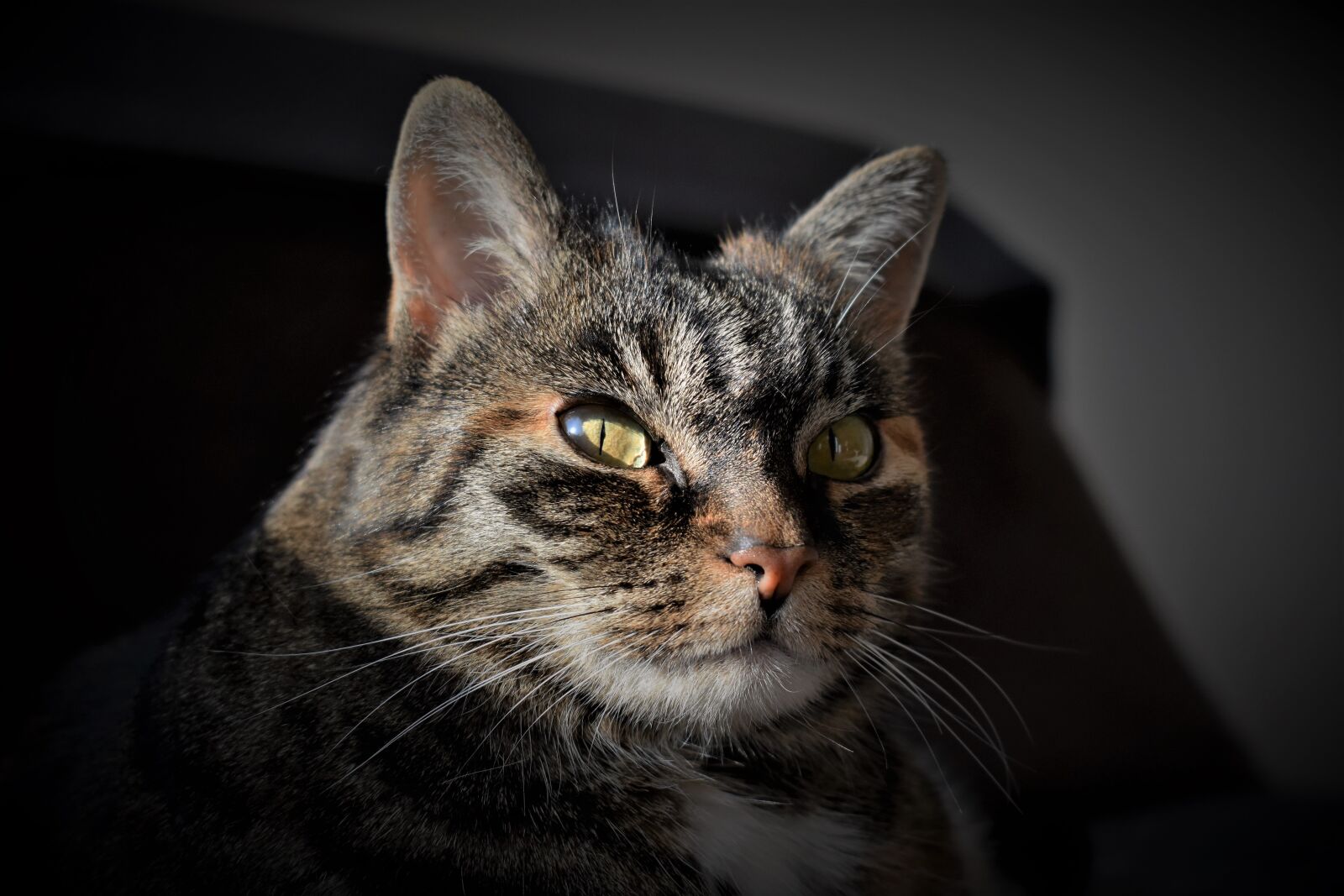 Nikon D5500 sample photo. Cat, pet, mackerel photography