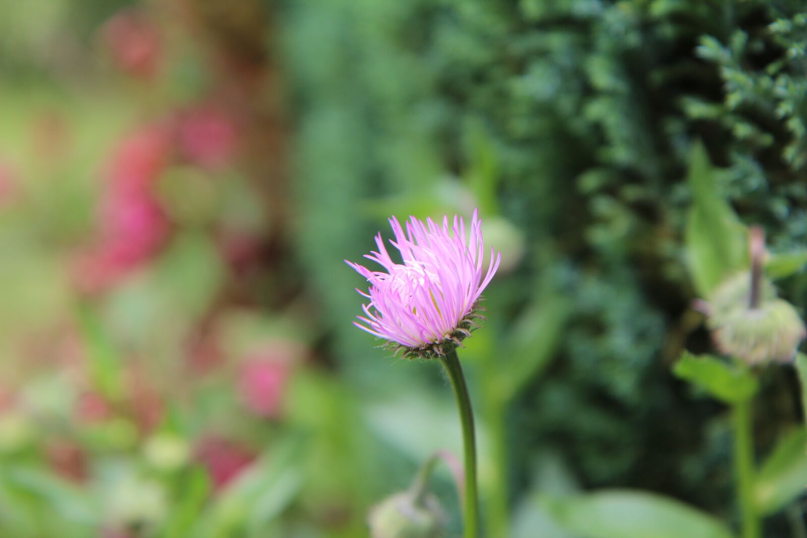 Canon EOS 600D (Rebel EOS T3i / EOS Kiss X5) sample photo. Perennial, flowering, pink flower photography
