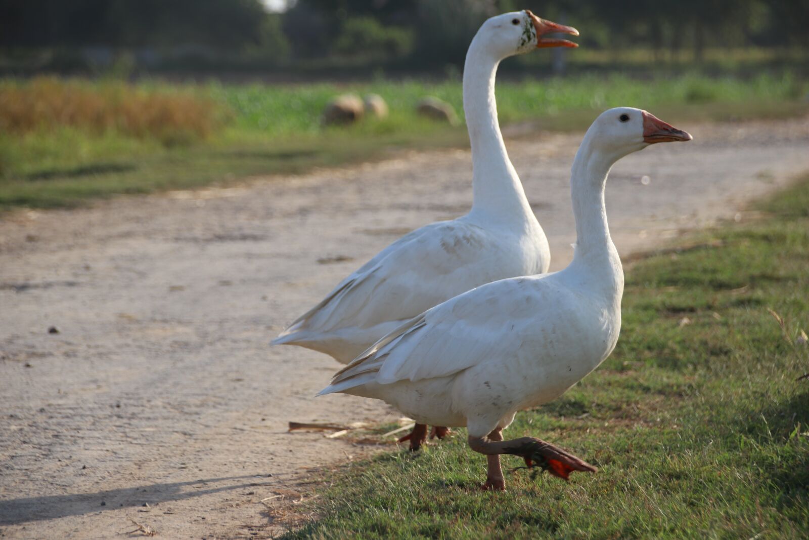 Canon EOS 80D sample photo. End, bird, nature photography
