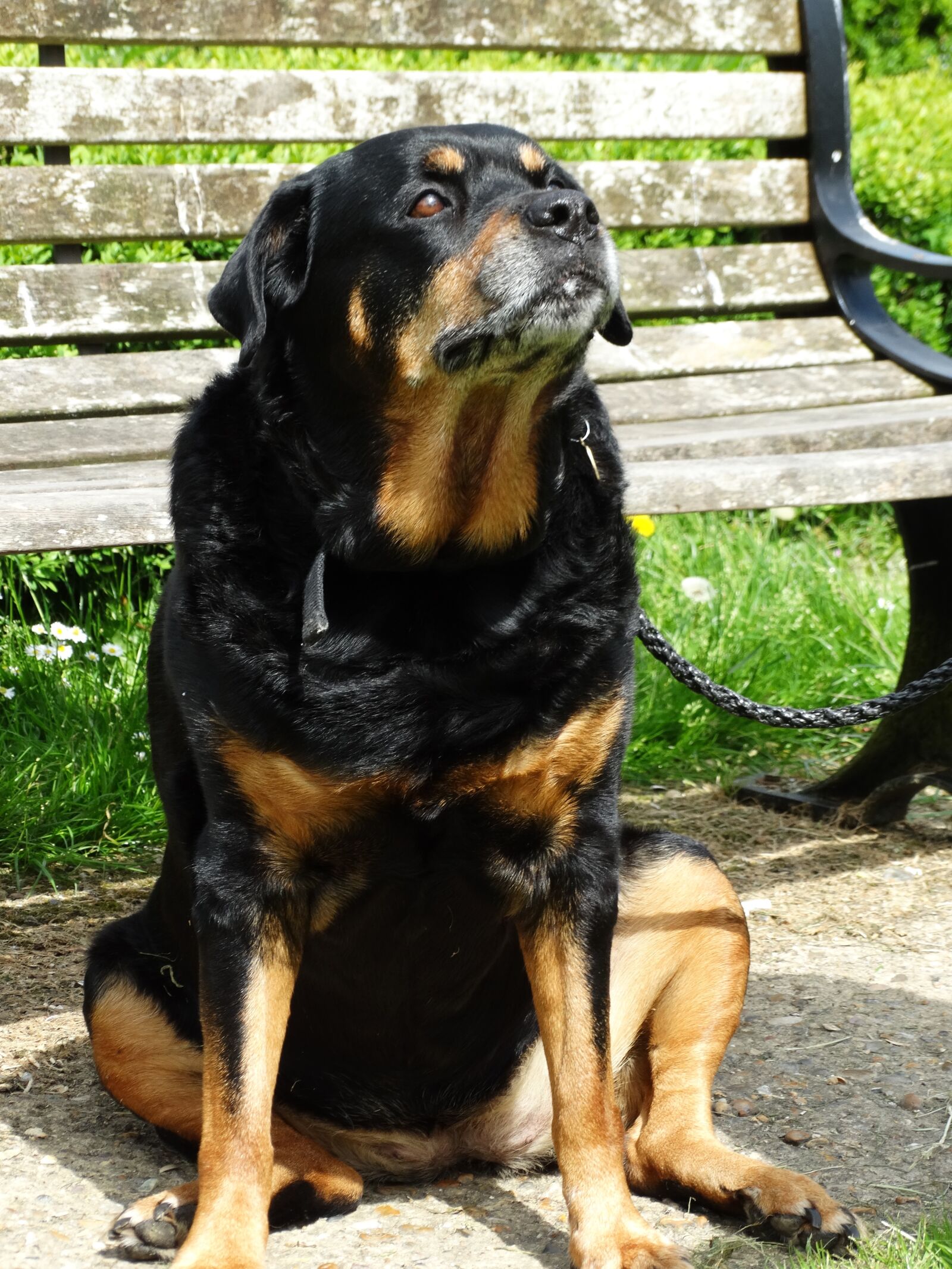 Sony Cyber-shot DSC-HX300 sample photo. Rottweiler, dog, thinking photography