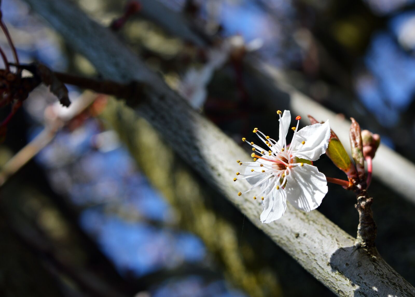 Nikon D3200 sample photo. Tree, outdoors, nature photography