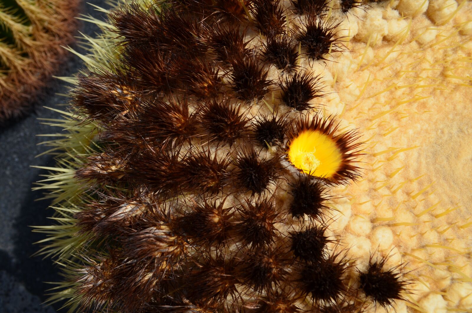 Nikon D5100 sample photo. Cactus, garden, botany photography