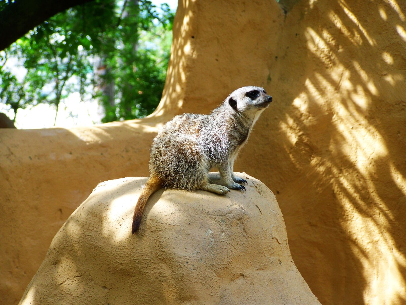 Kodak EASYSHARE ZD710 ZOOM DIGITAL CAMERA sample photo. Meerkat, mammal, zoo photography