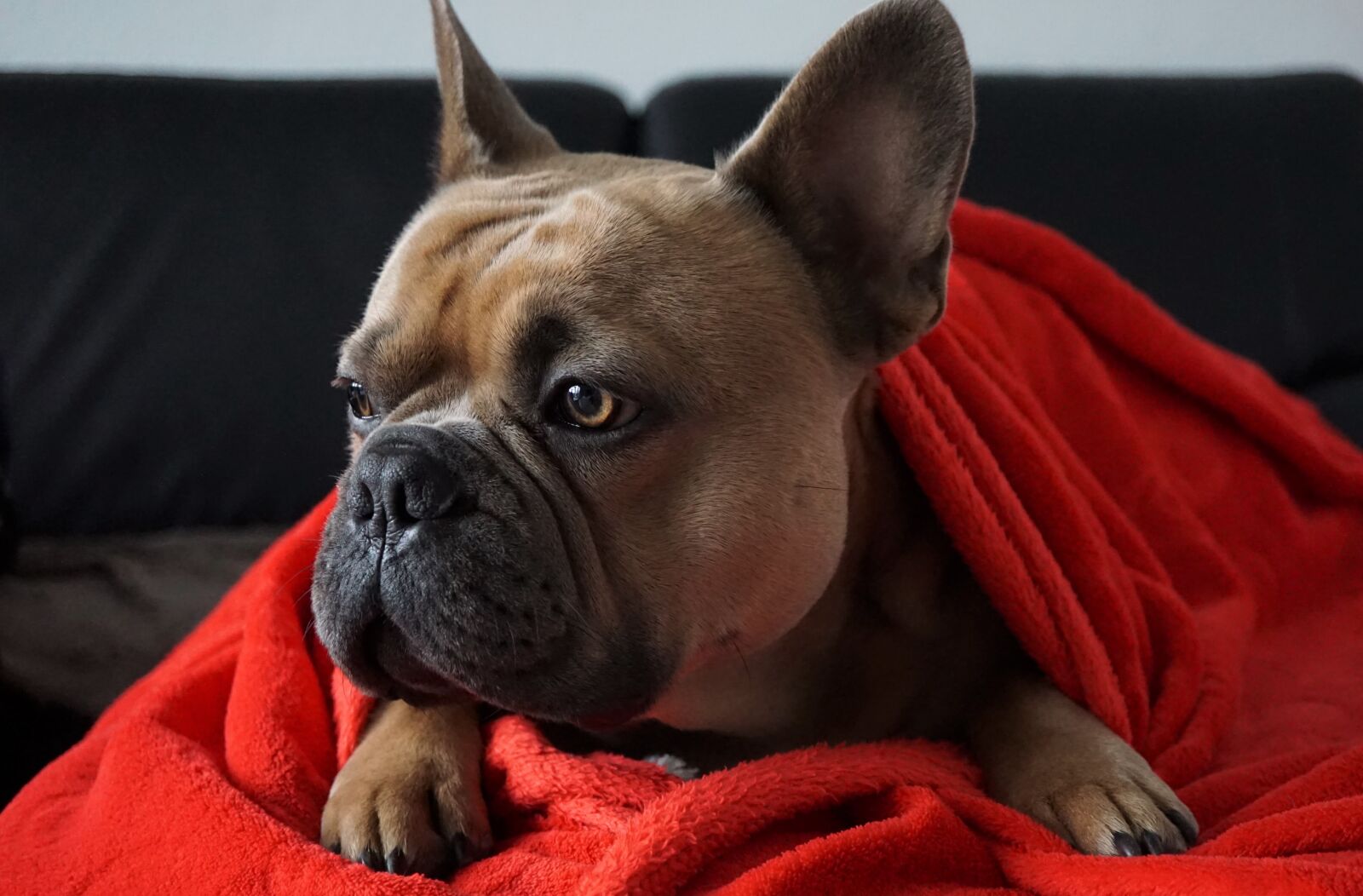 Sony E 30mm F3.5 Macro sample photo. French bulldog, on the photography