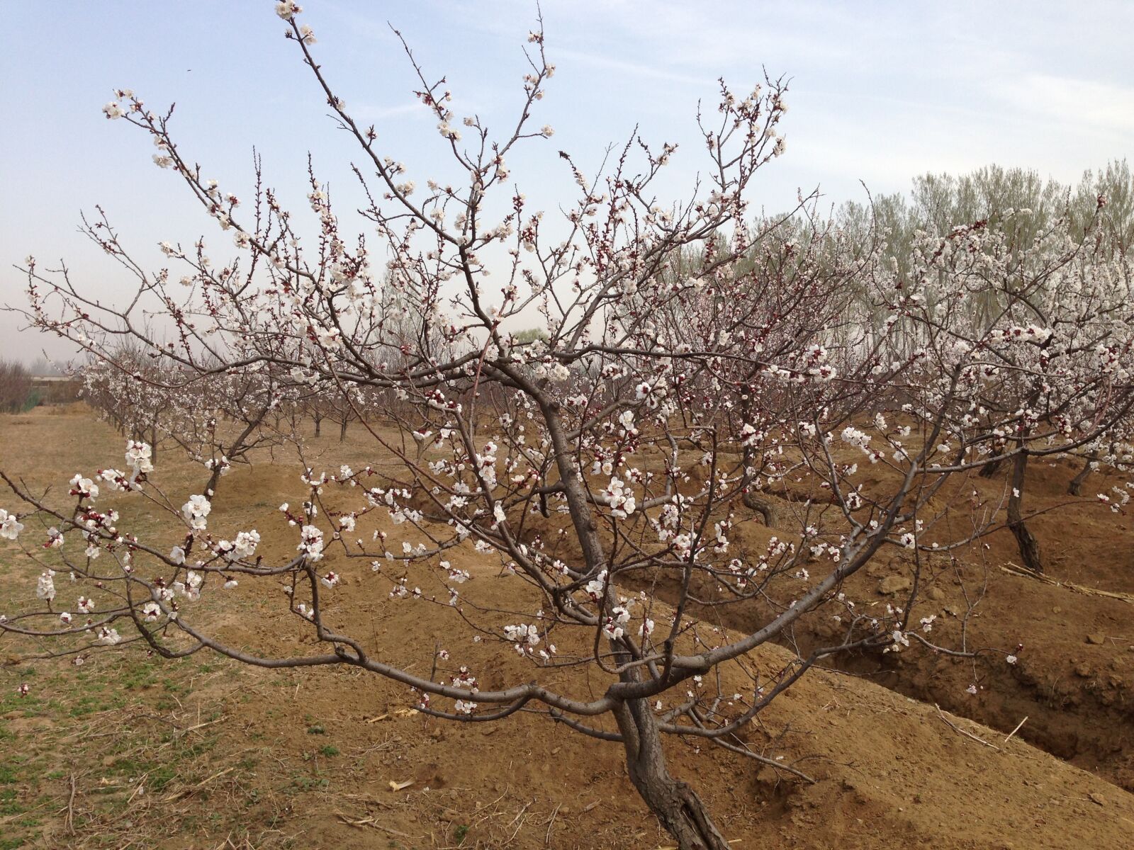 Apple iPhone 5 sample photo. Spring, peach blossom, peach photography