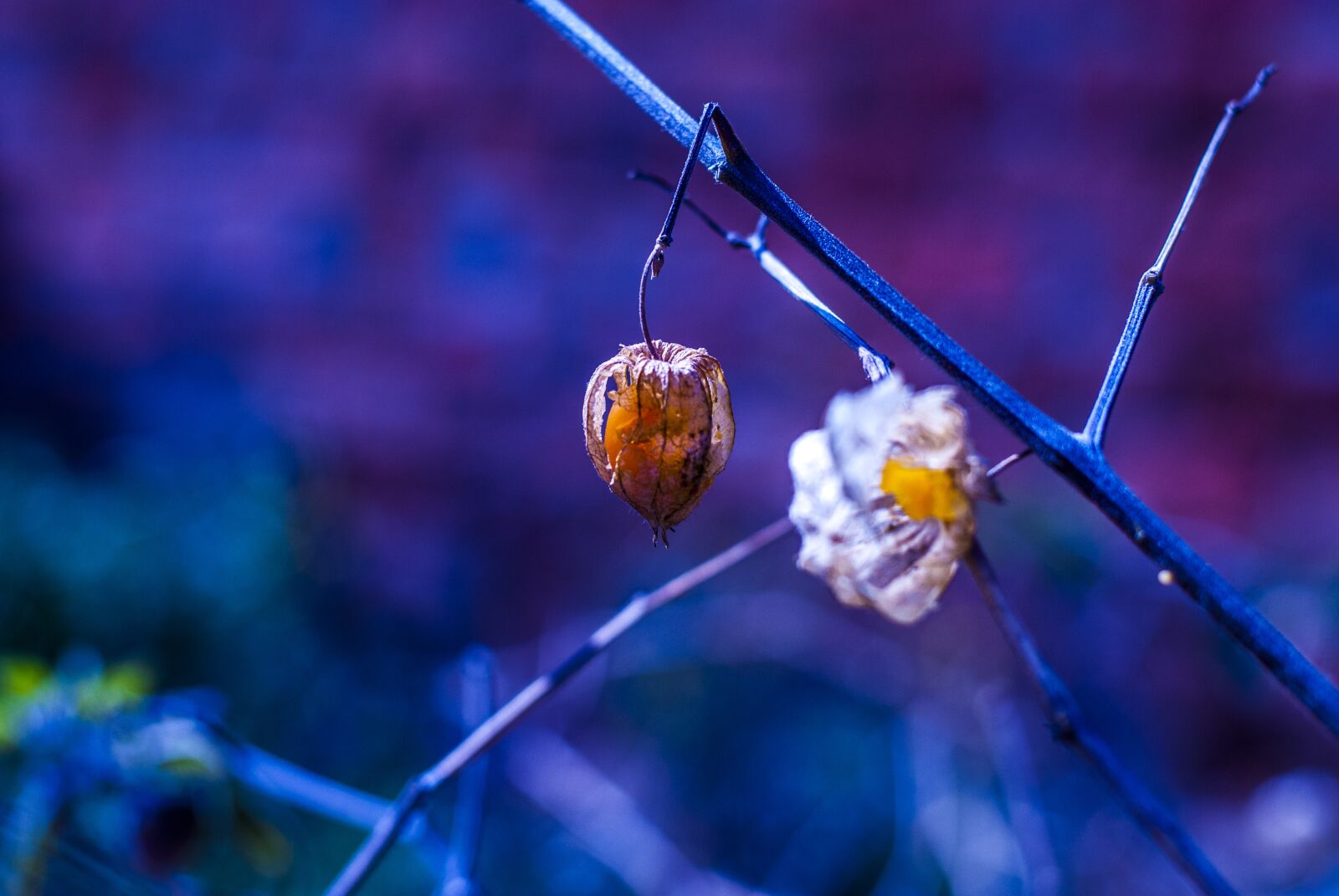 Nikon D60 sample photo. Uvilla dry, fruit, landscape photography