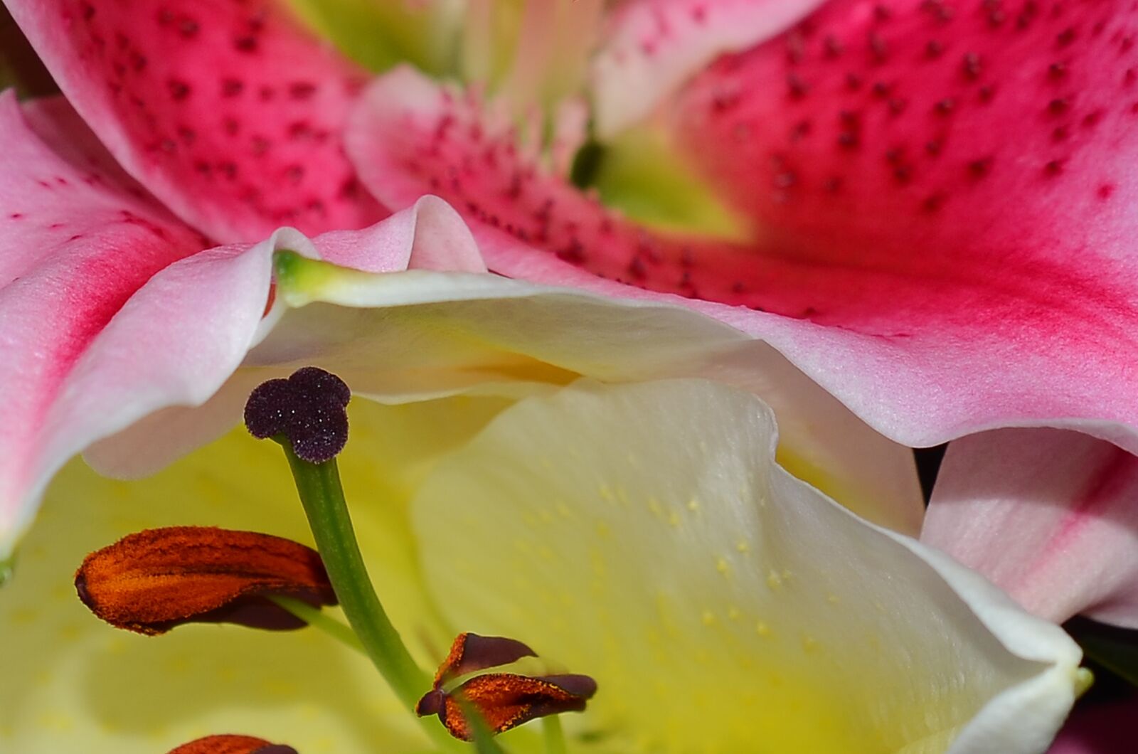 Nikon D7000 sample photo. Lily, flower, garden photography