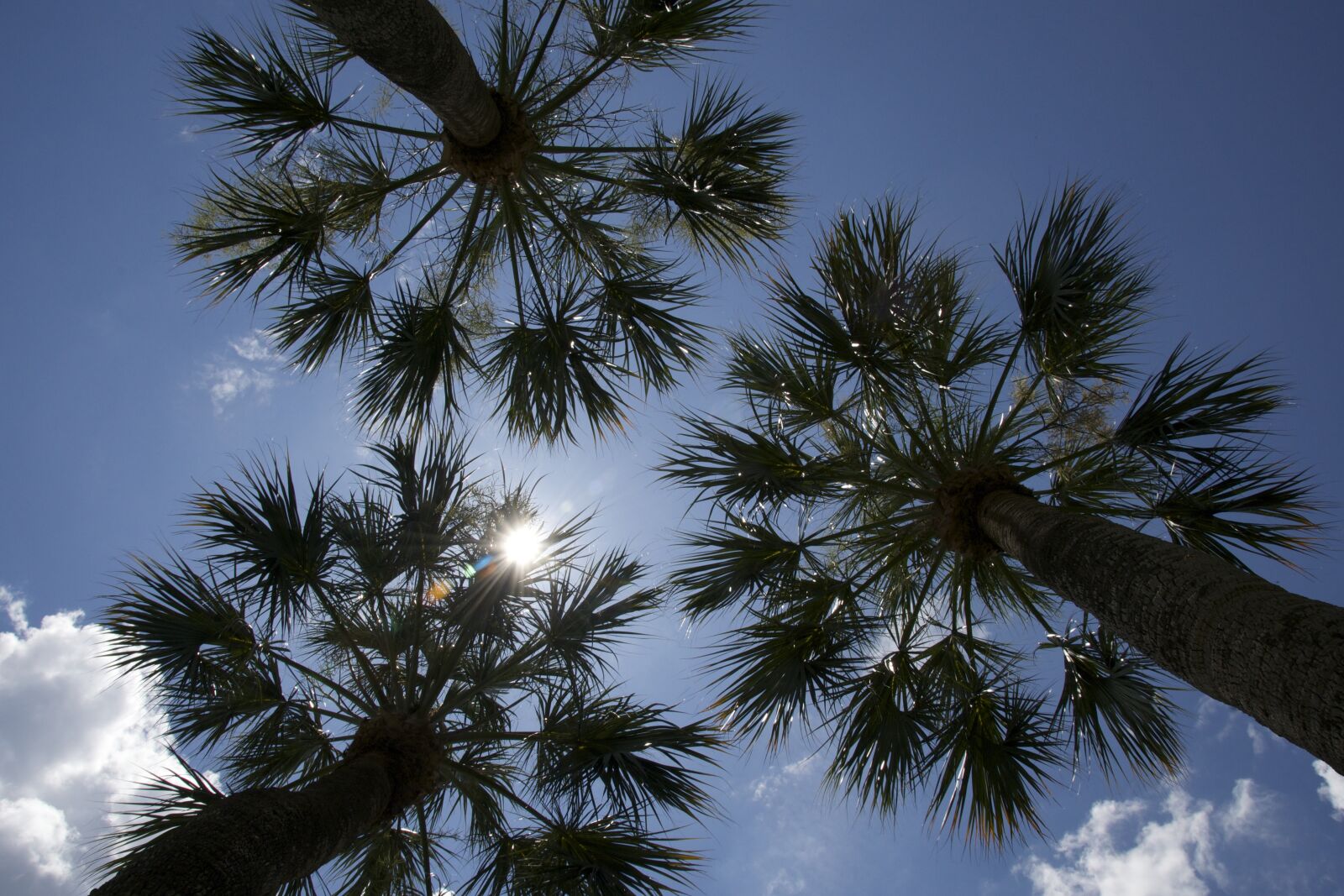 Nikon D810 sample photo. Tree, sky, outdoors photography