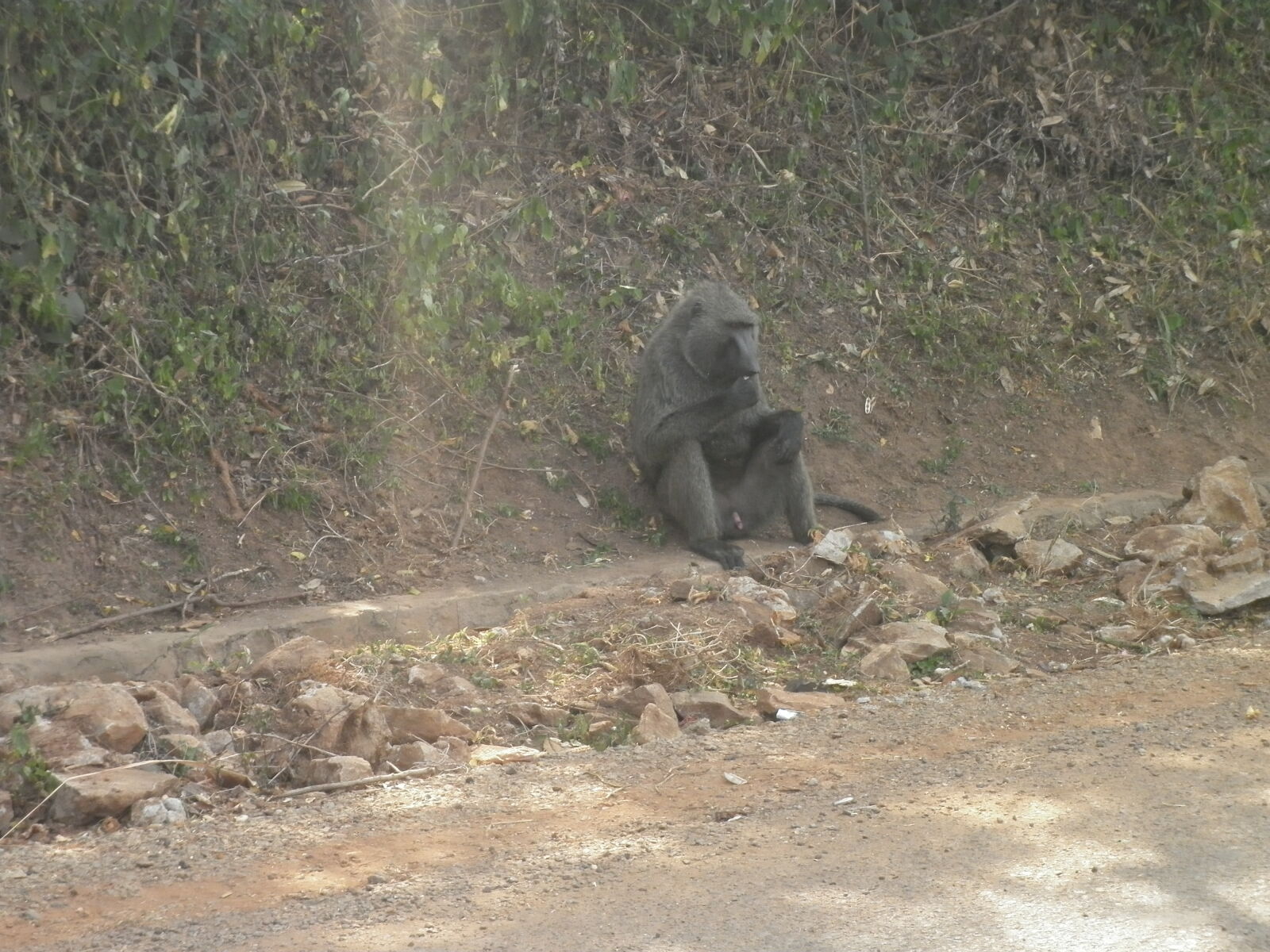 Panasonic DMC-F3 sample photo. Africa, animals, baboon photography