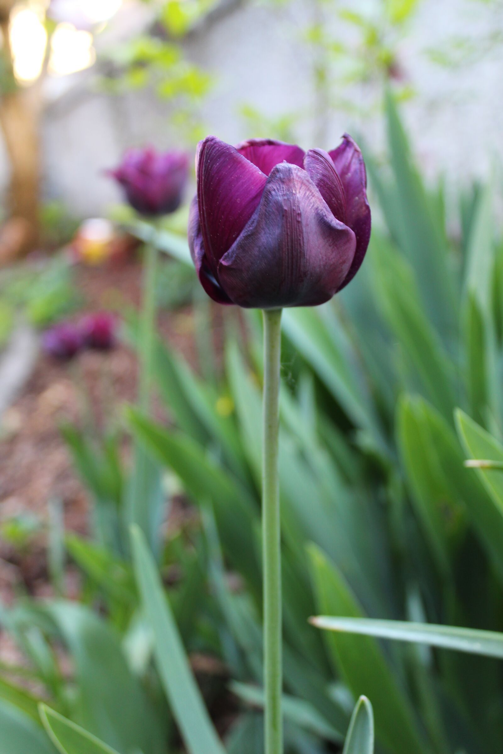 Canon EOS 1300D (EOS Rebel T6 / EOS Kiss X80) sample photo. Tulip, spring, spring flower photography