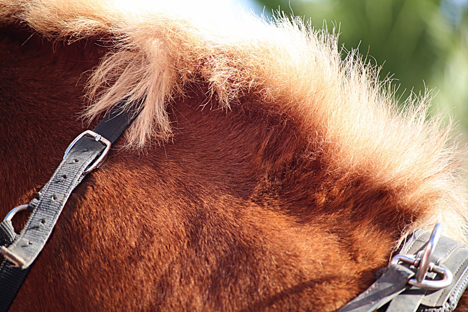 Canon EOS 5D Mark III sample photo. Horse, mane, horses photography
