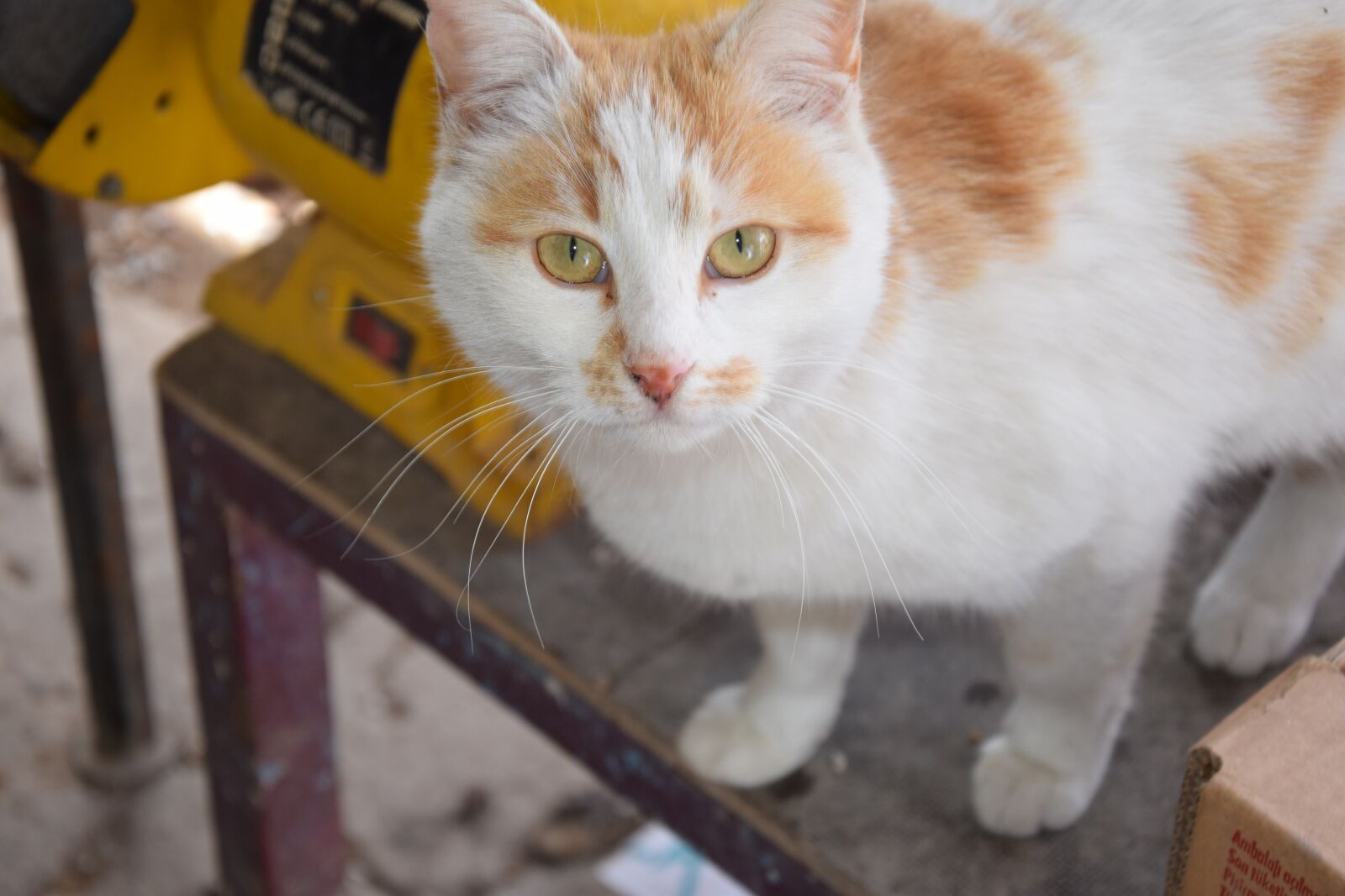 Nikon D3300 sample photo. Cute, cat, animals photography