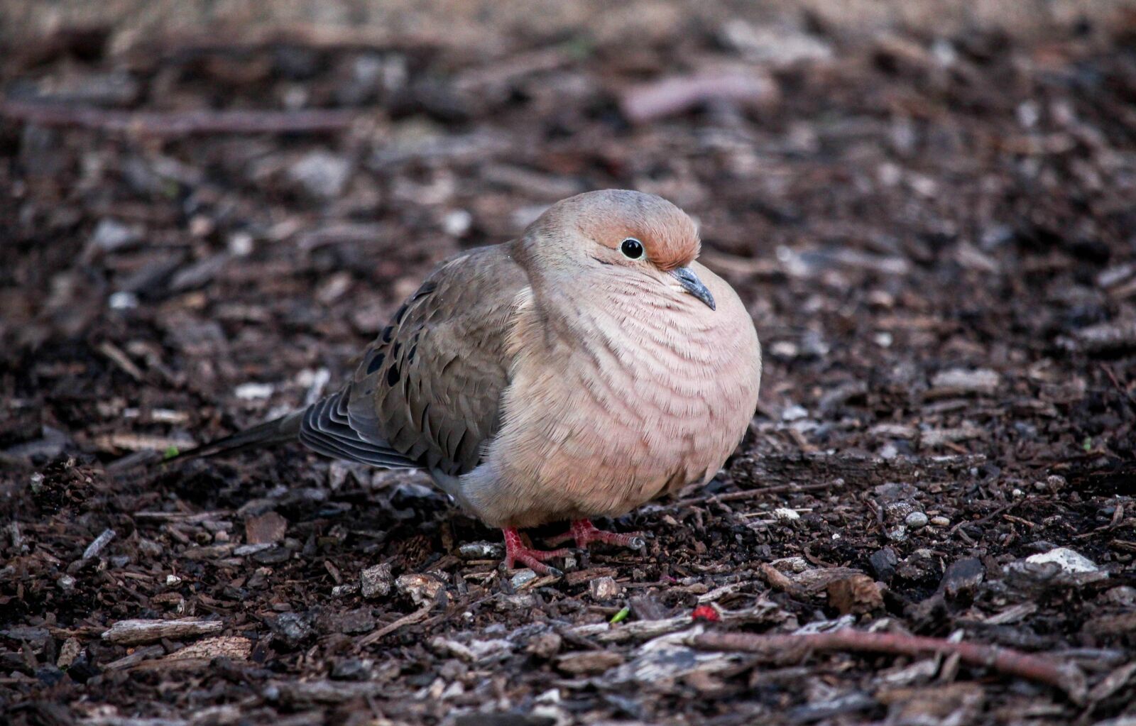 Canon EOS 700D (EOS Rebel T5i / EOS Kiss X7i) sample photo. Nature, bird, wildlife photography