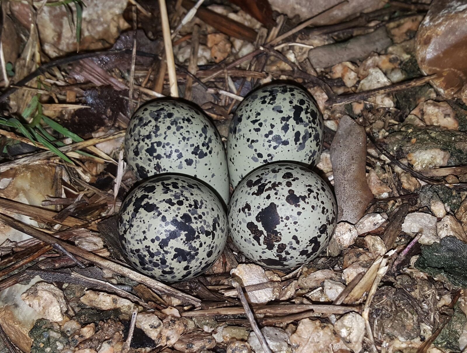 Samsung Galaxy Note5 sample photo. Eggs, bird's eggs, nest photography