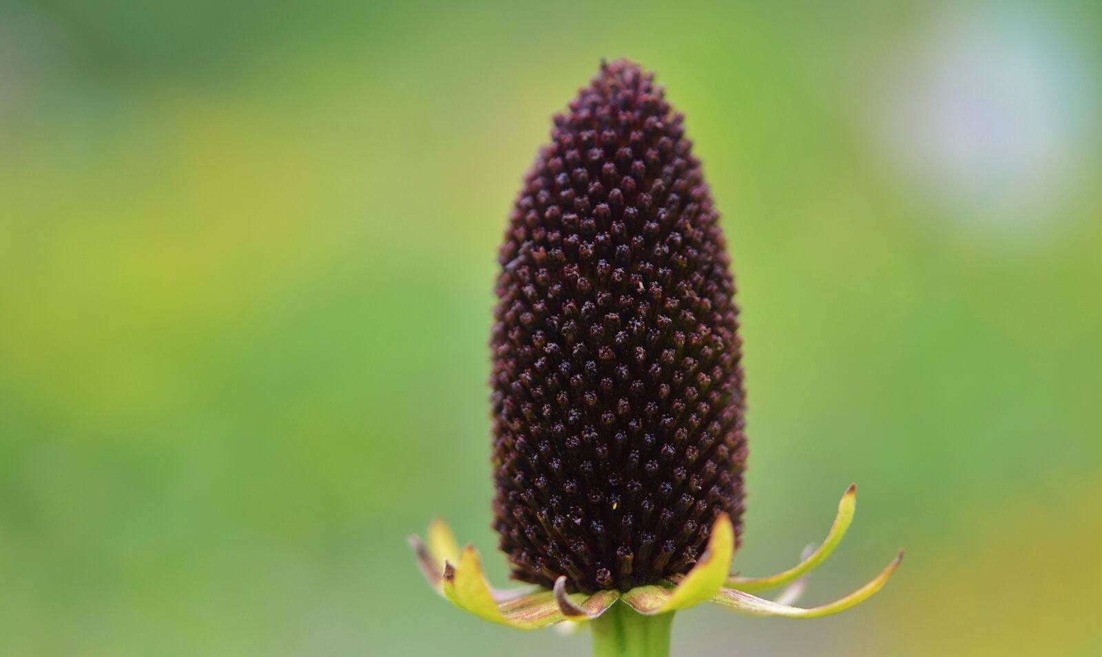 Nikon D7000 sample photo. Flower, nature, spring photography