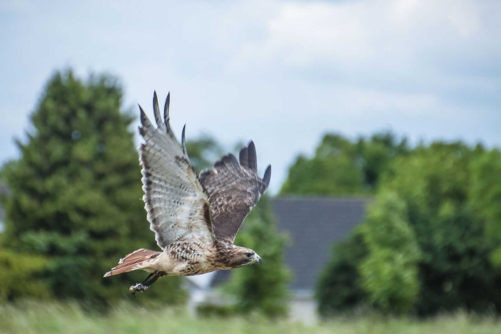 Nikon D5000 sample photo. Bird of prey, bird photography
