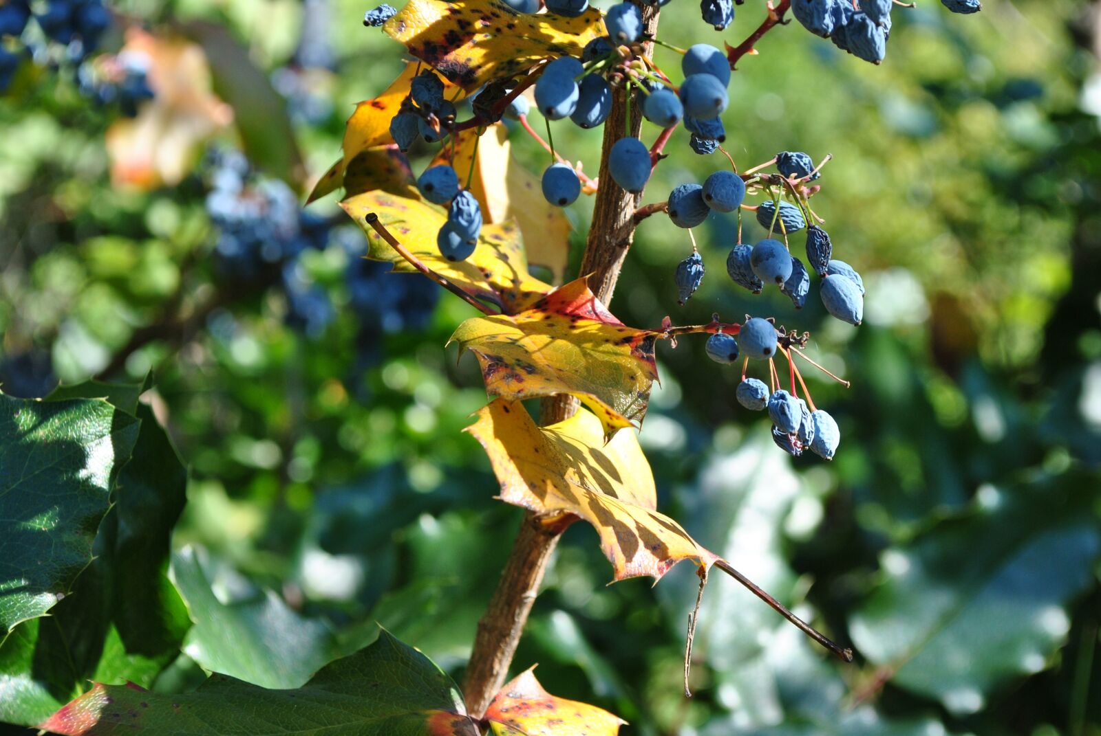 Nikon D3000 sample photo. Garden, őszelő, leaves photography