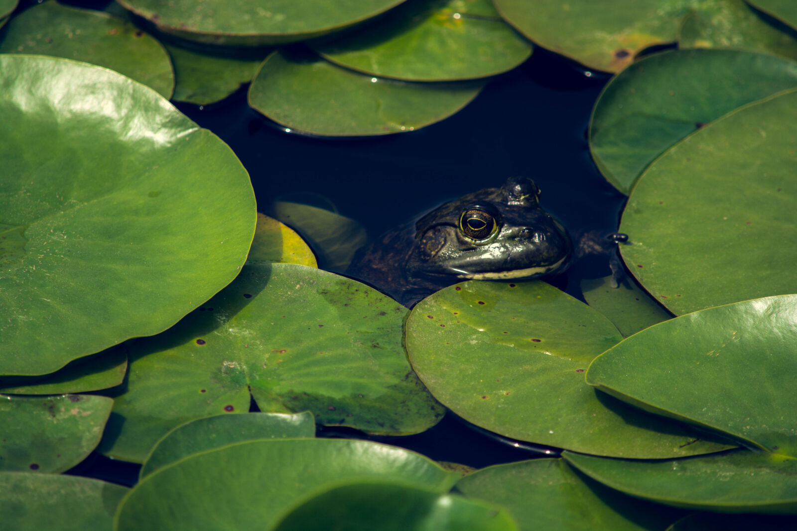 Nikon D5200 sample photo