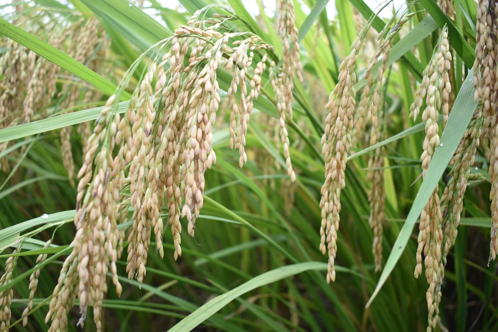 Nikon D3500 sample photo. Crop, field, rice photography