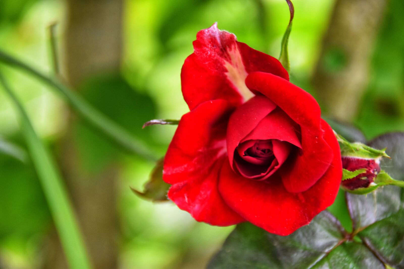 Nikon D5600 sample photo. Rose, flowers, in the photography