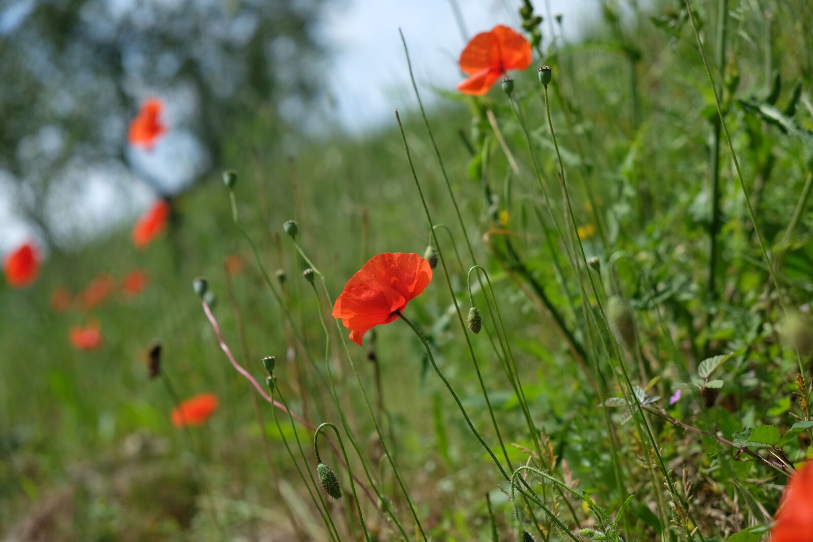Fujifilm X-T1 sample photo. Poppy, slope, meadow photography