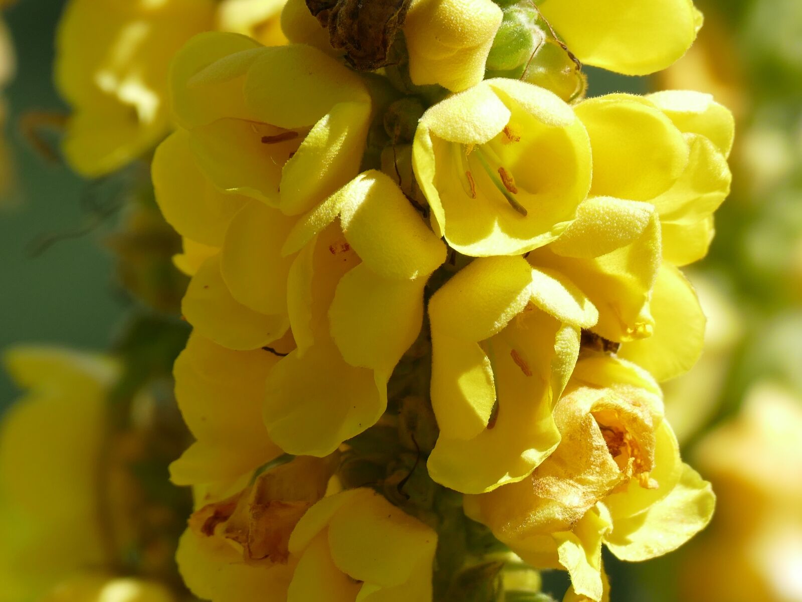 Panasonic Lumix DMC-FZ1000 sample photo. Flowers, yellow, yellow flower photography