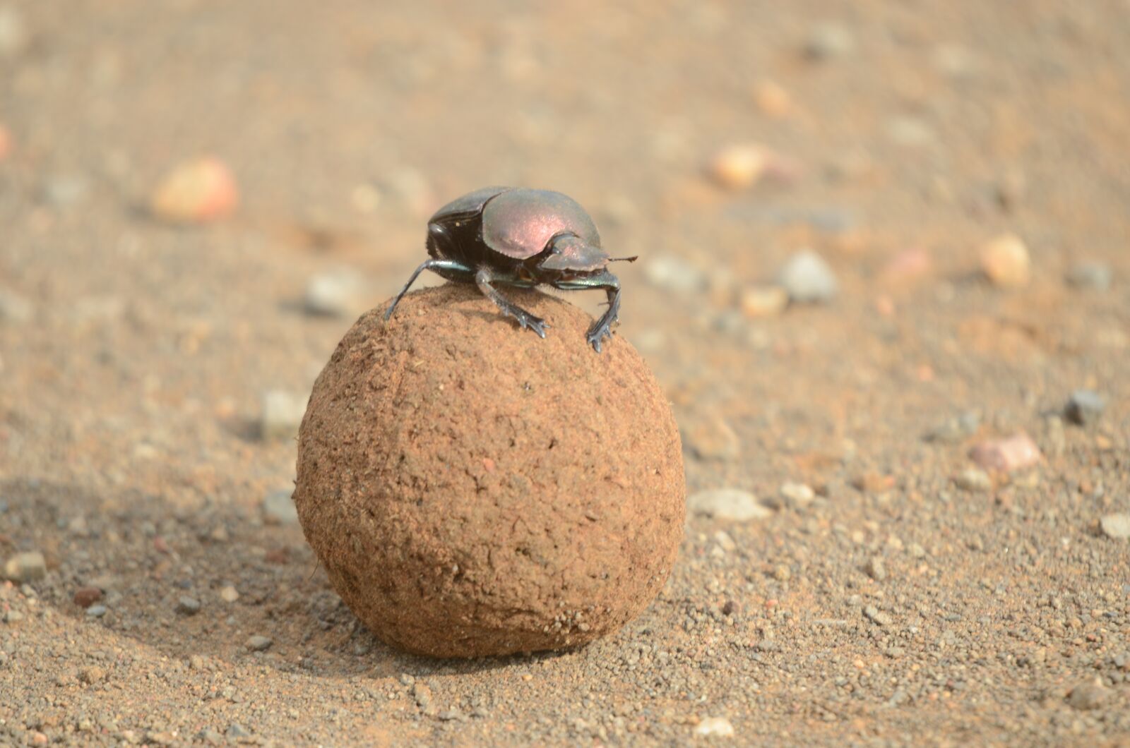 Nikon D7000 sample photo. Dung beetle, scarab, beetle photography