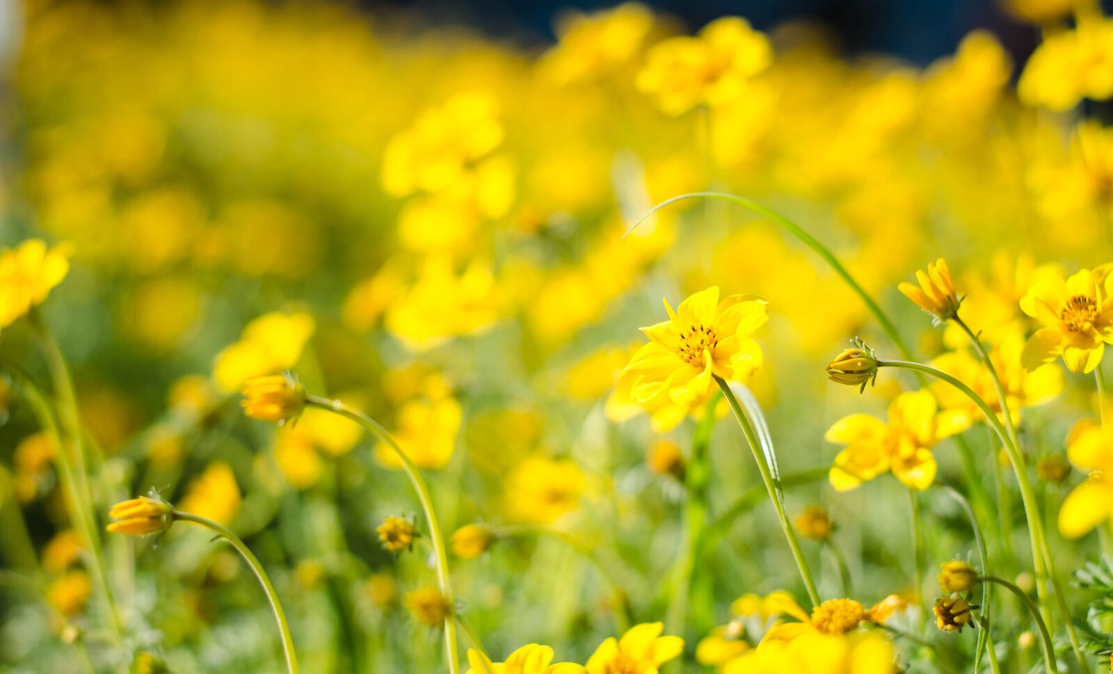 Nikon D7000 sample photo. Flower, color, bright photography