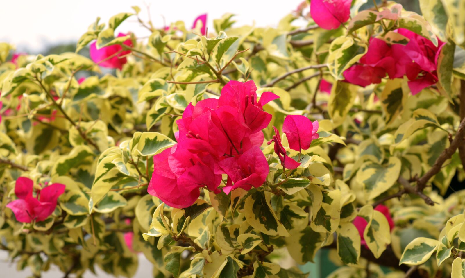 Nikon D5200 sample photo. Flowers, flora, garden photography