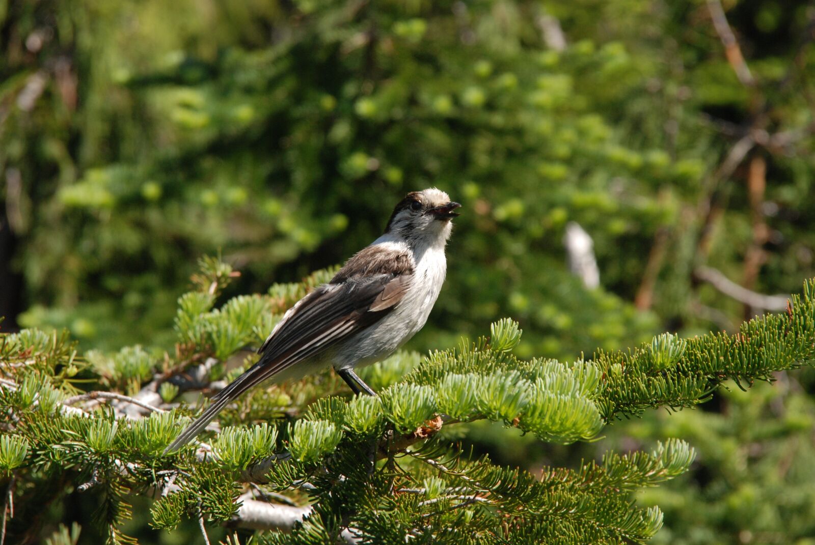 Nikon D80 sample photo. Bird, branch, forest photography