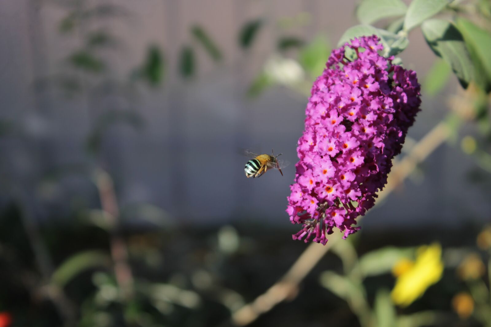 Canon EOS 1100D (EOS Rebel T3 / EOS Kiss X50) sample photo. Buddlejaa davidii, flower, bee photography