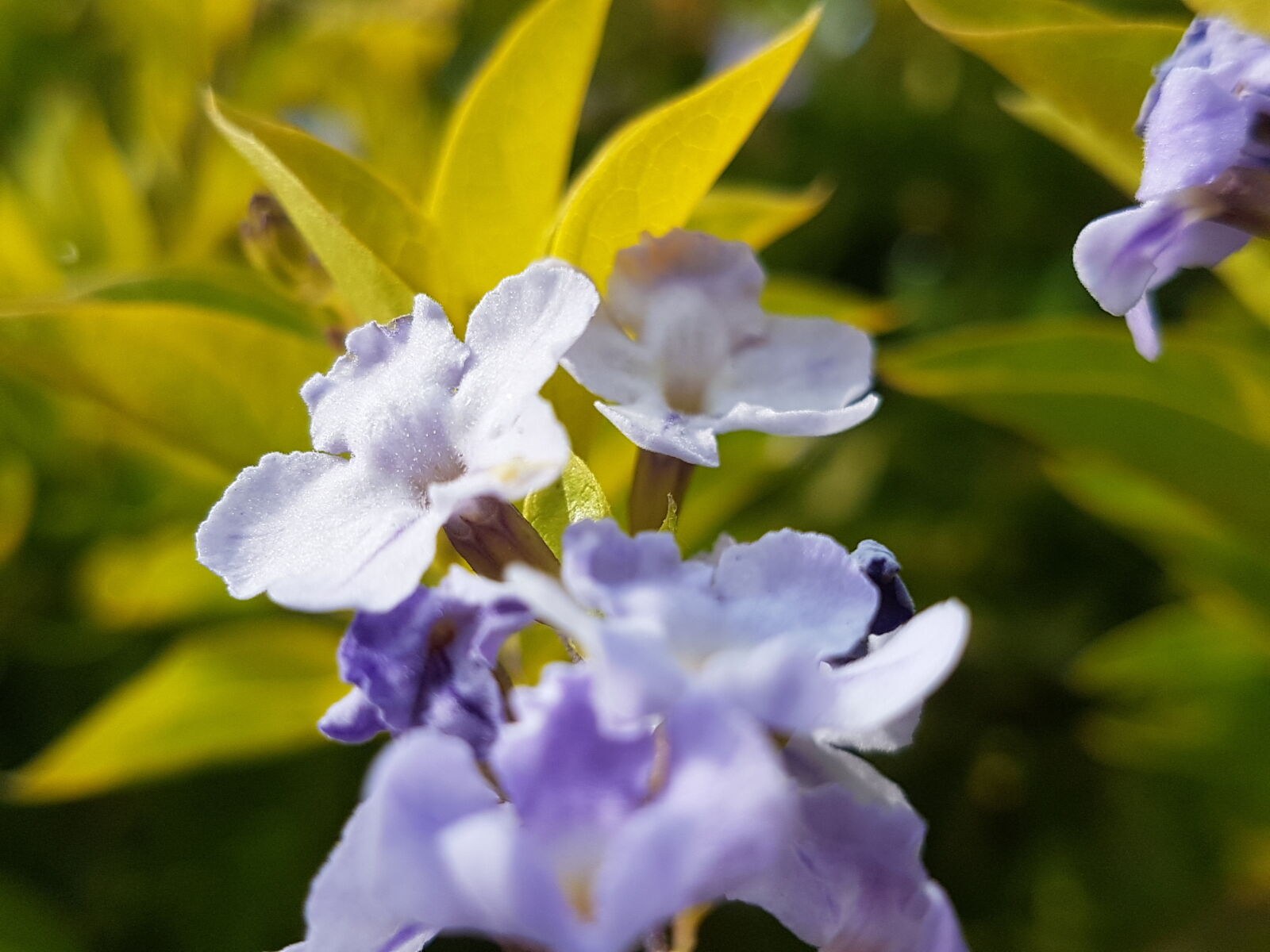 Samsung Galaxy S7 Edge sample photo. Blur, flowers photography