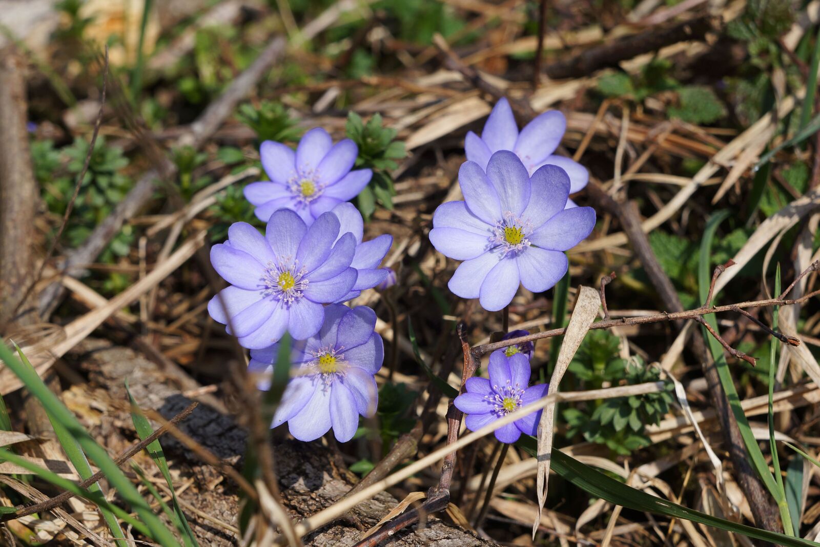 Sony Alpha NEX-5N sample photo. Flower, blue, flowers photography
