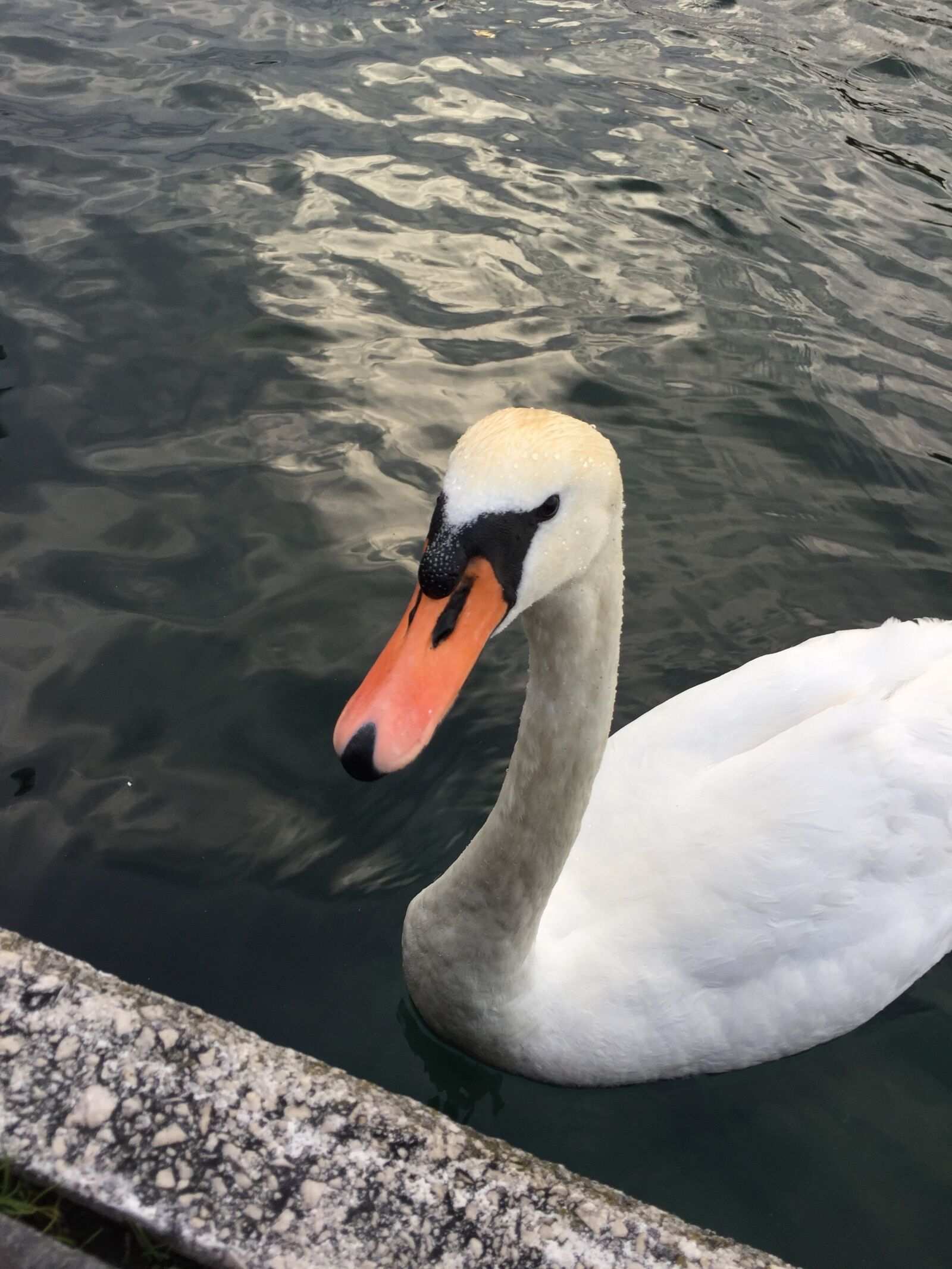 Apple iPhone 6 sample photo. Swan, water, swans photography
