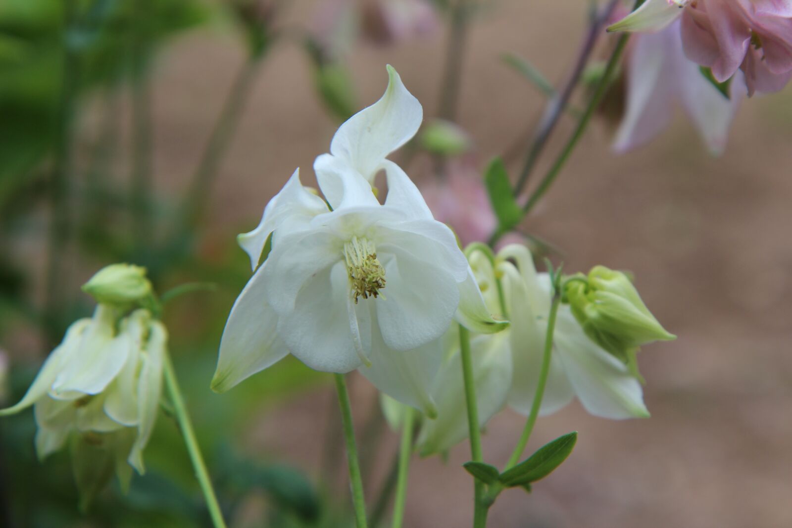 Canon EOS 600D (Rebel EOS T3i / EOS Kiss X5) sample photo. Columbine, ancolie white, white photography