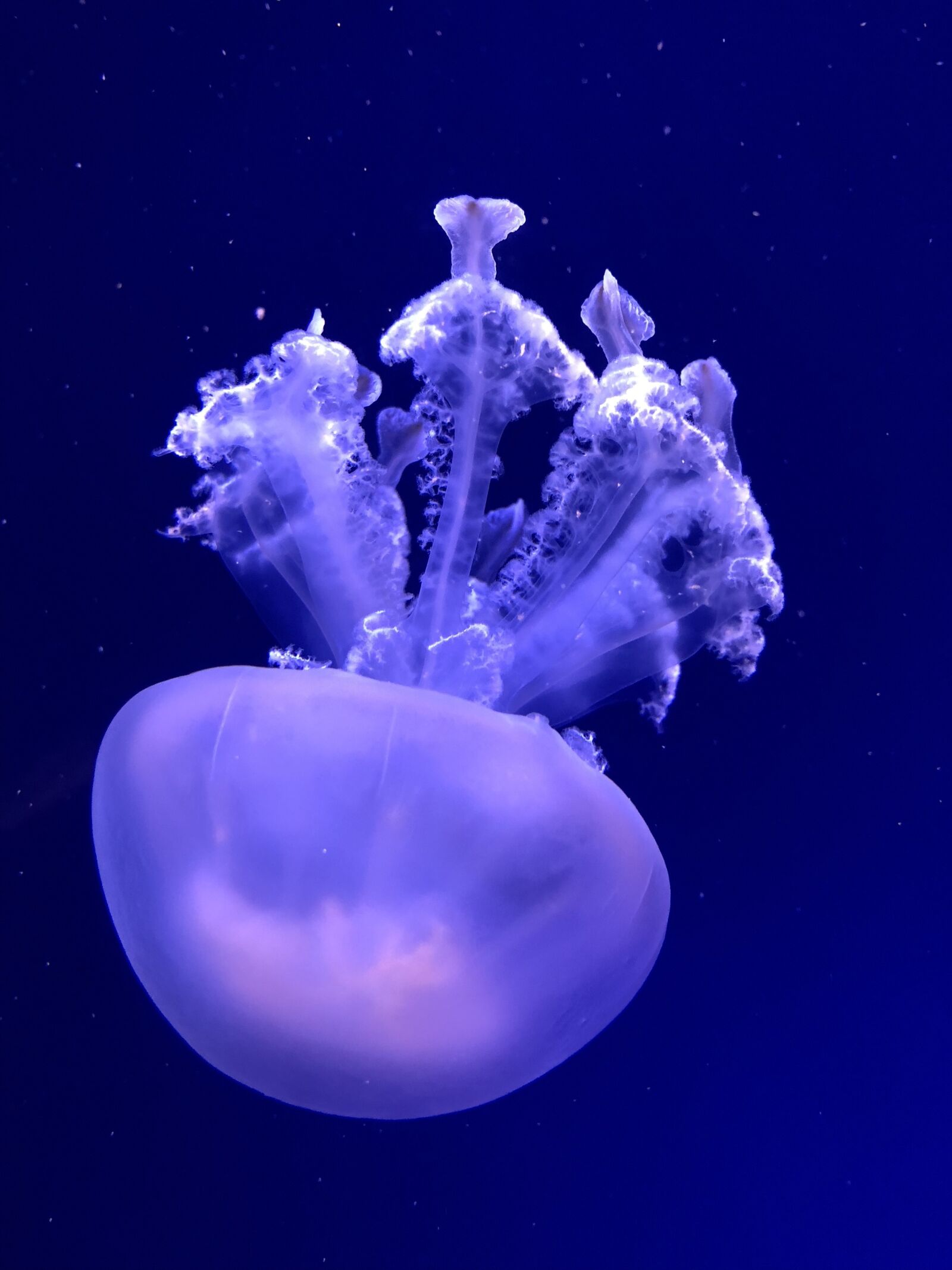 Apple iPhone 8 sample photo. Submerged, medusa, nature photography