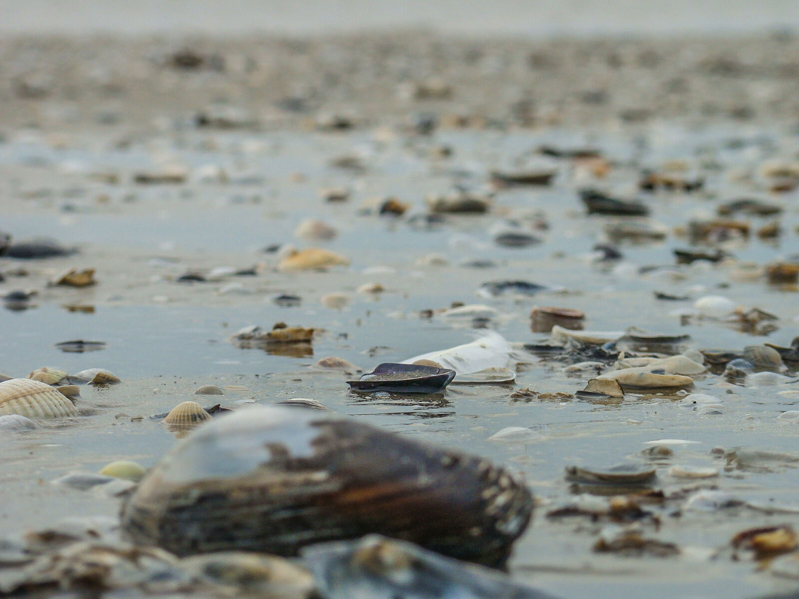 Sony Cyber-shot DSC-H50 sample photo. Beach, seashells photography