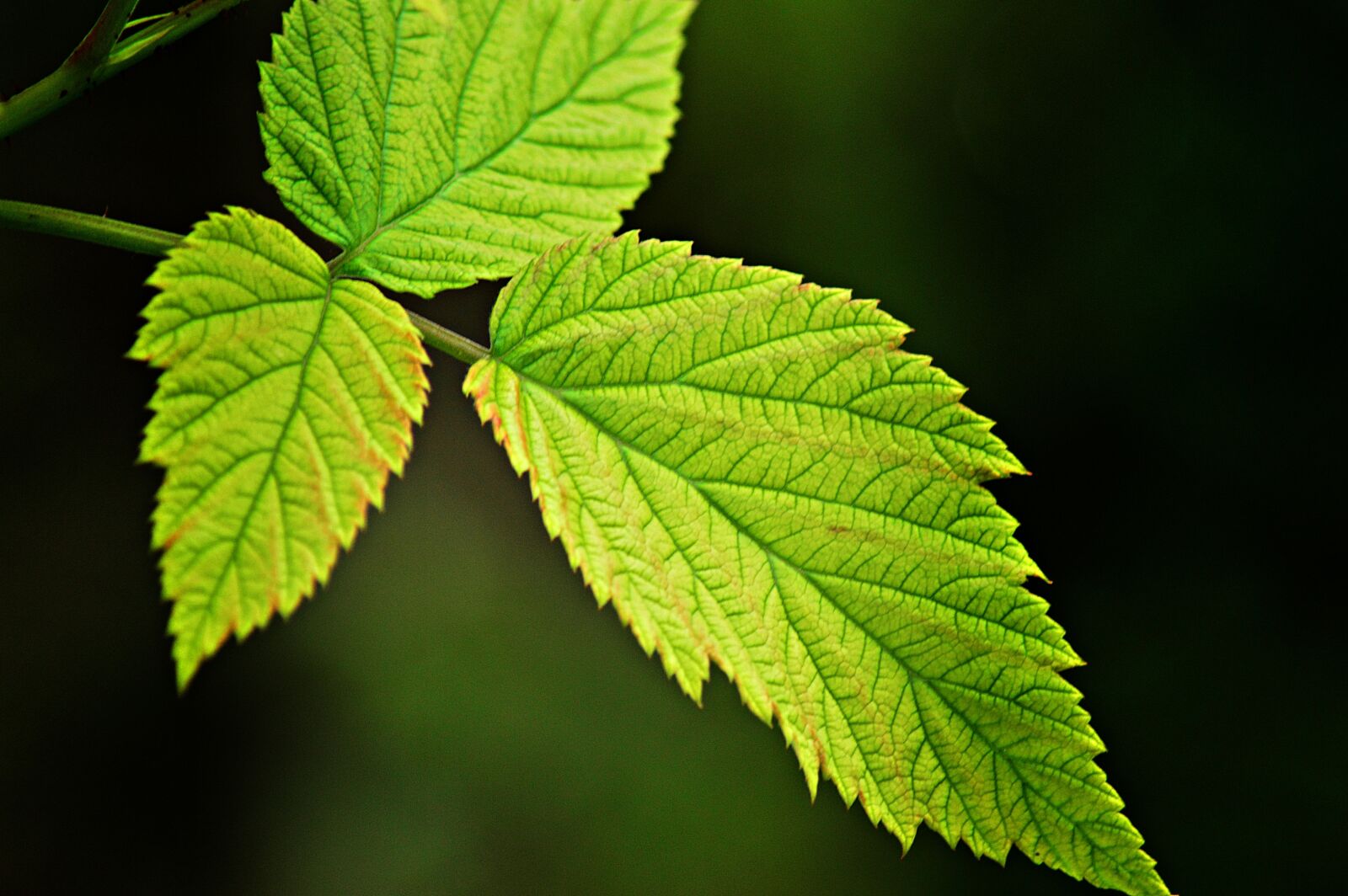 Nikon D3200 sample photo. Raspberry, raspberry bush, foliage photography