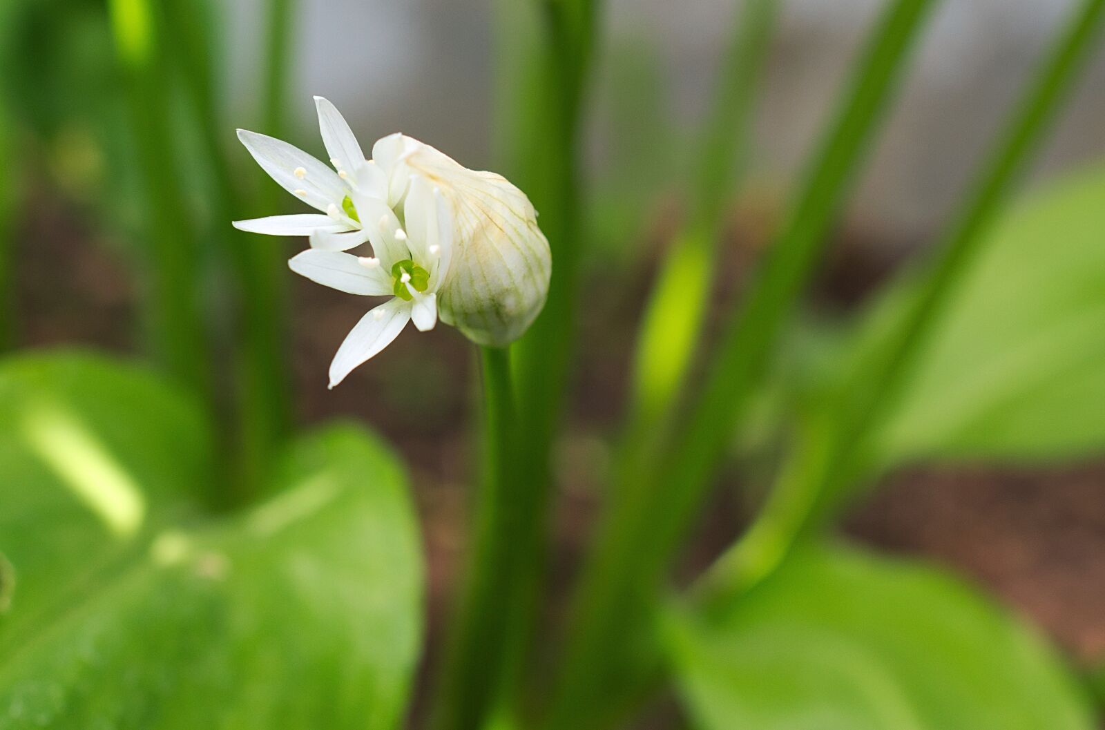 Nikon D3300 sample photo. B rlauch bloom, white photography