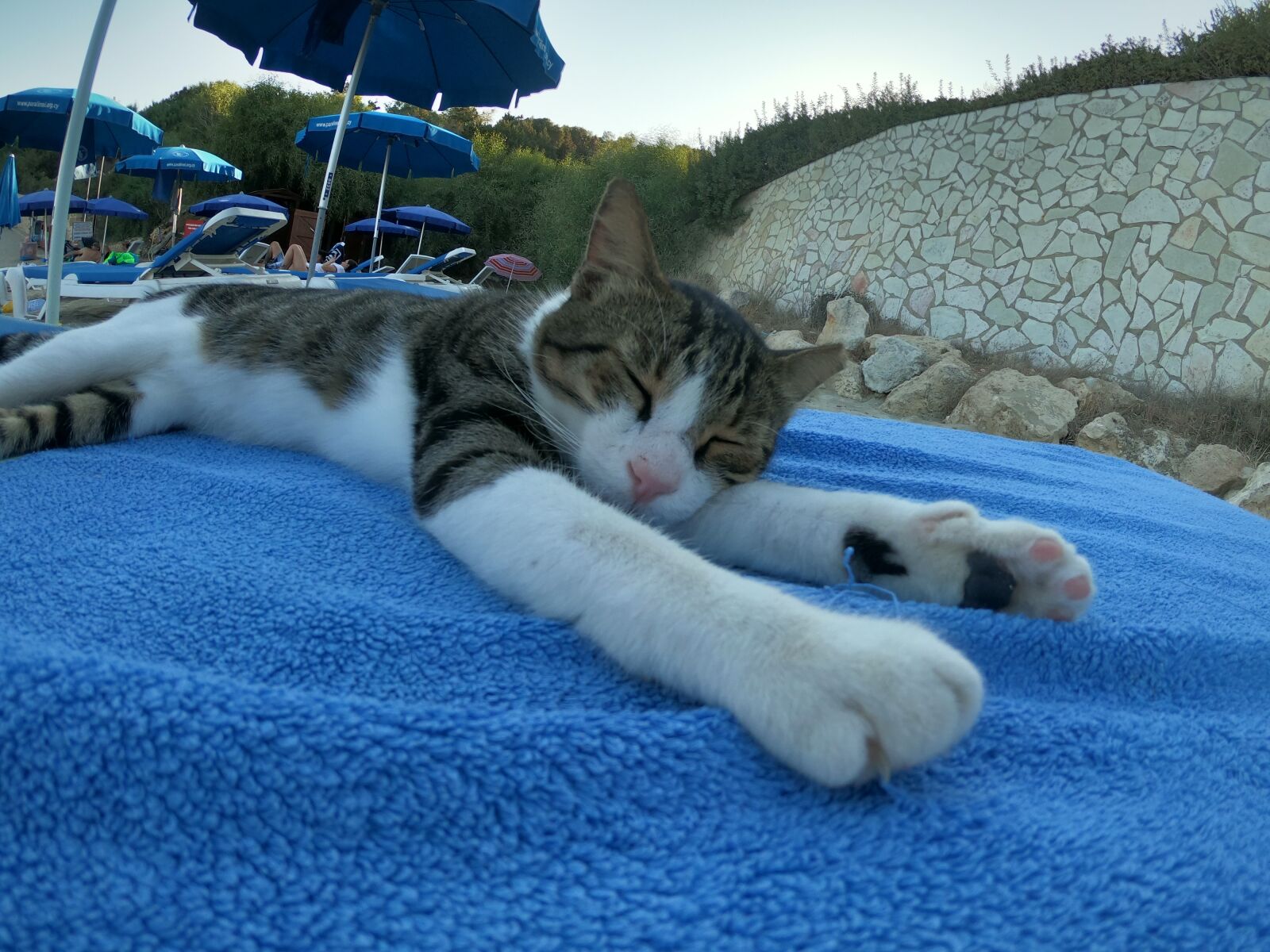GoPro Hero7 Black sample photo. Cat, beach, cyprus photography