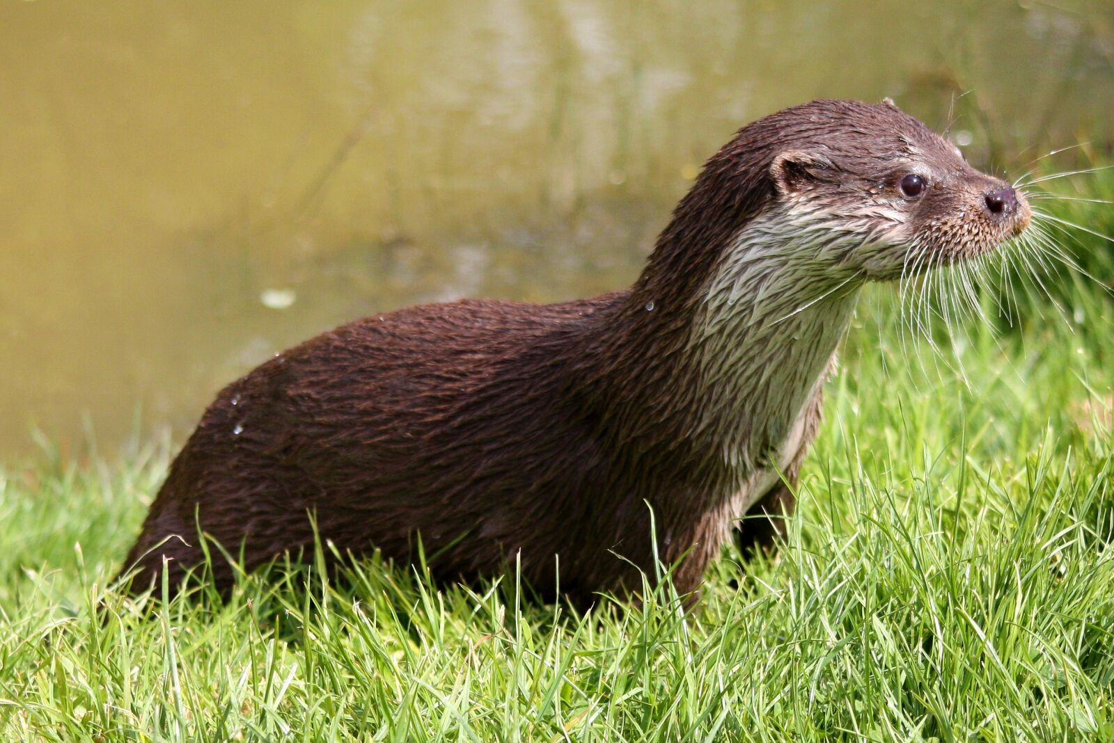 Canon EOS 450D (EOS Rebel XSi / EOS Kiss X2) sample photo. Otter, wildlife, nature photography