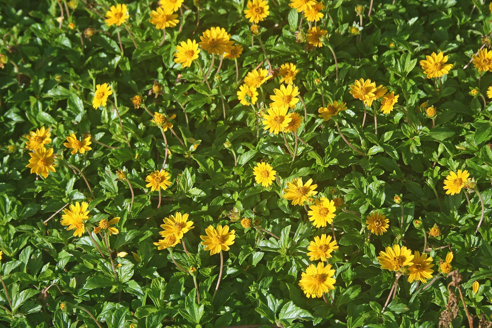 Canon EOS 400D (EOS Digital Rebel XTi / EOS Kiss Digital X) sample photo. Wedelia, flowers, meadow photography