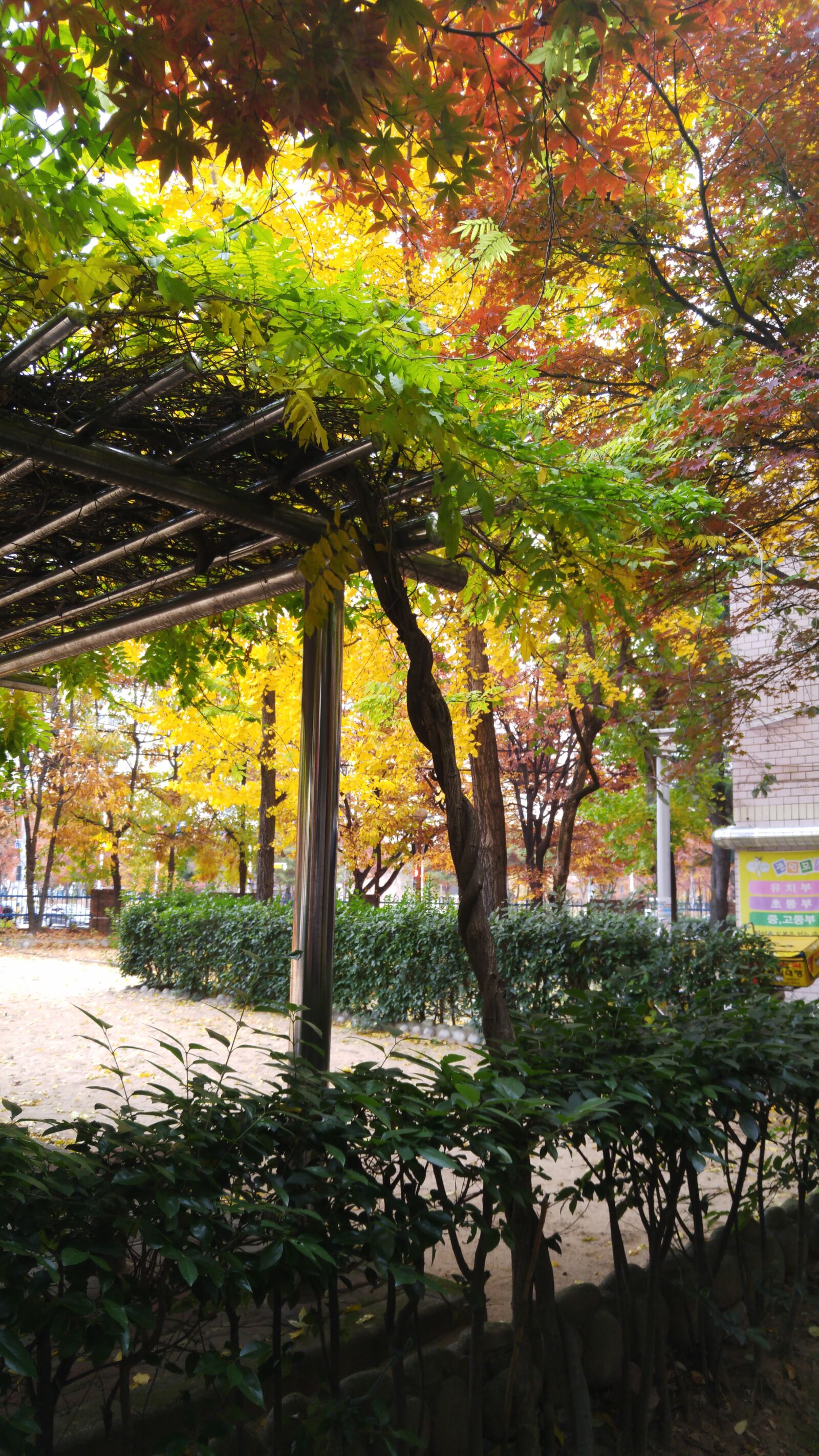 LG G4 sample photo. Abstract, autumn, autumn leaves photography