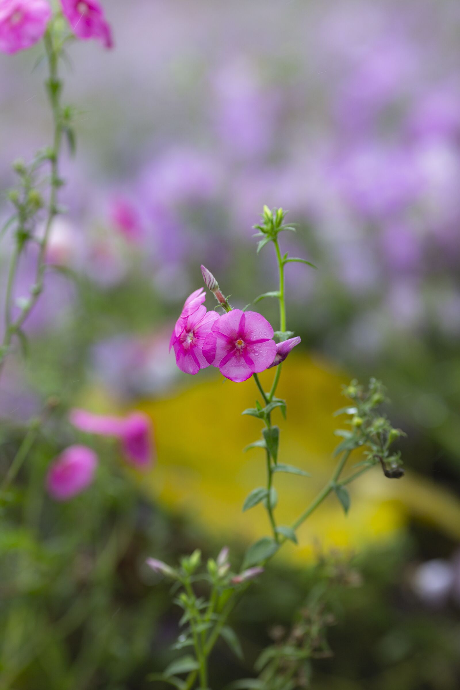 Canon EOS 5D Mark III + Canon EF 135mm F2L USM sample photo. Carnation, flower, bundle photography