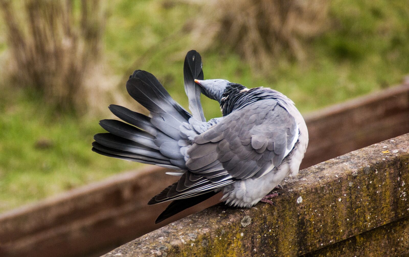 Sony Alpha DSLR-A290 + Sony DT 18-200mm F3.5-6.3 sample photo. Pigeon, forest, wood pigeon photography