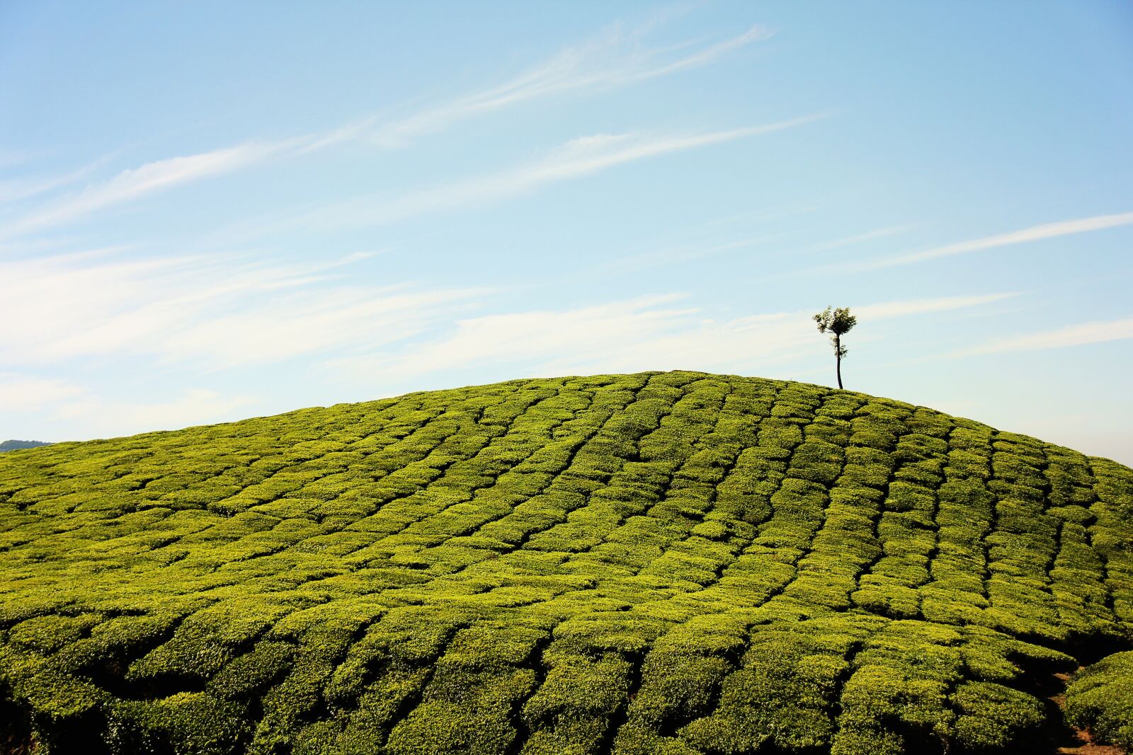 Canon EF-S 18-200mm F3.5-5.6 IS sample photo. Tea plantation, farm, plantation photography
