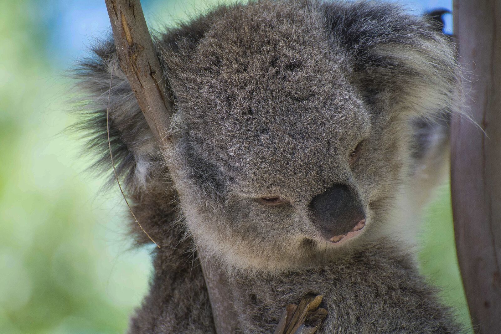 Nikon D7100 sample photo. Koala, australia, animals photography