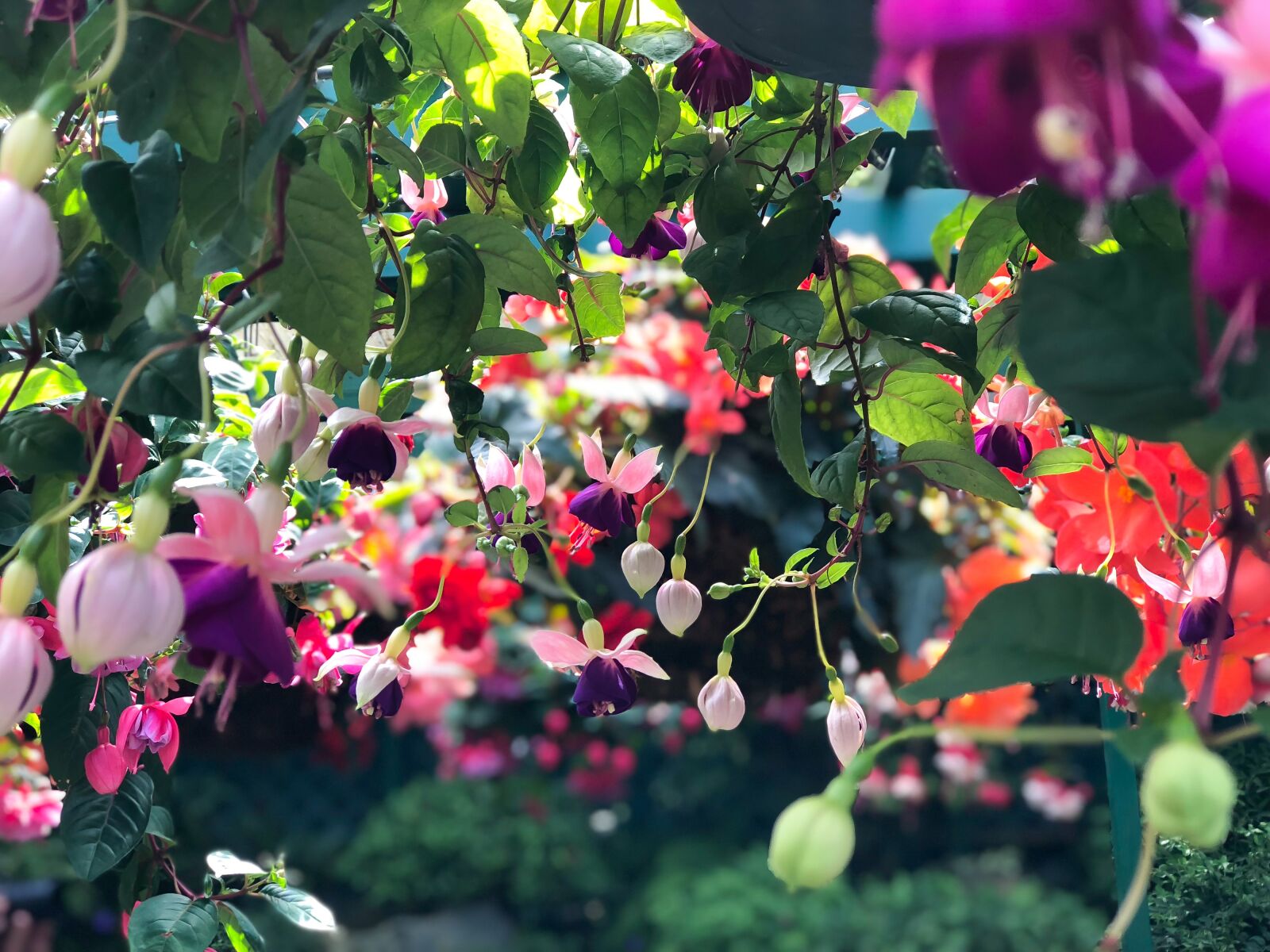 Apple iPhone 8 Plus sample photo. Flowers, garden, colorful photography