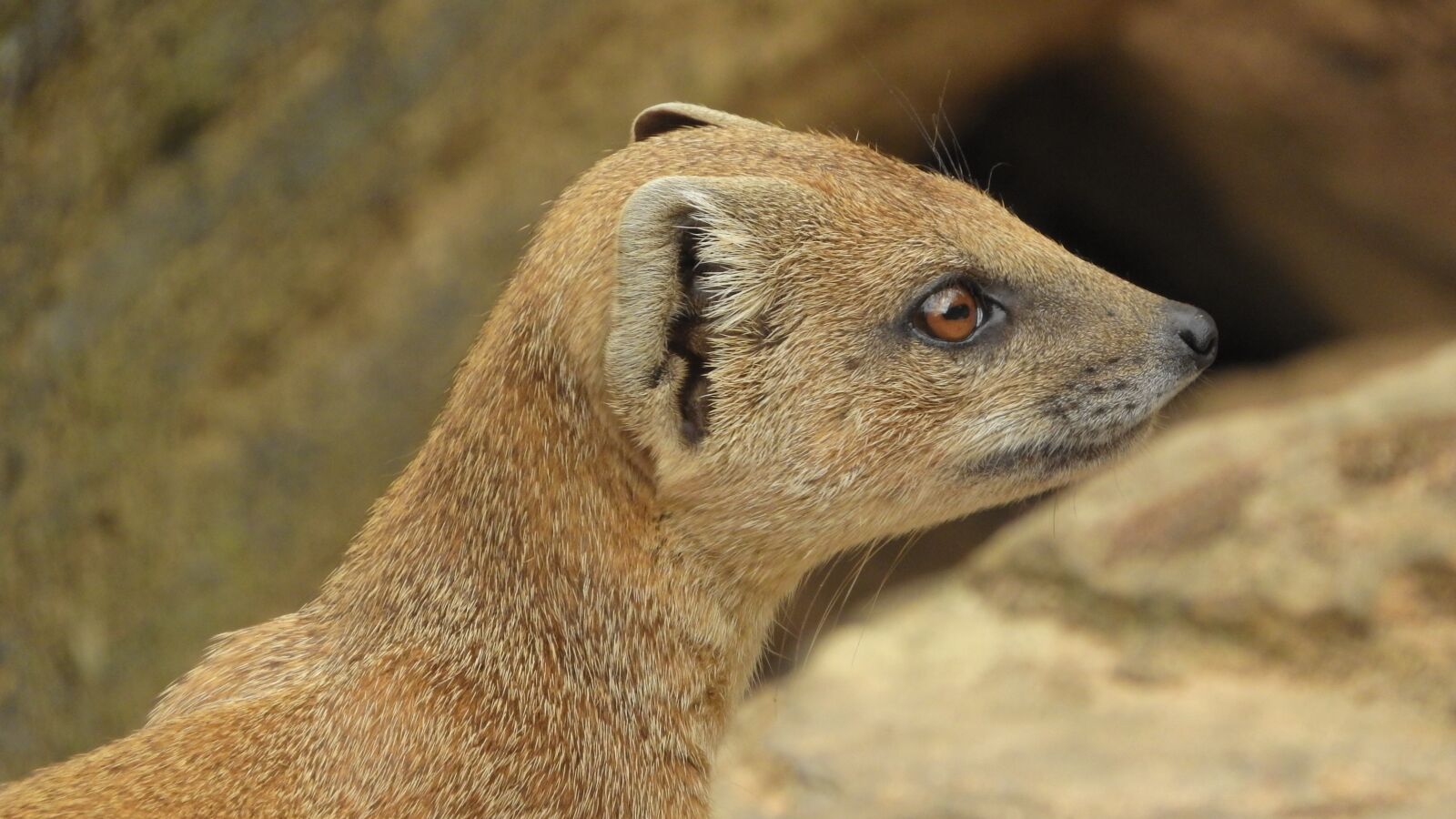 Nikon Coolpix P610 sample photo. Mongoose fox, african beast photography