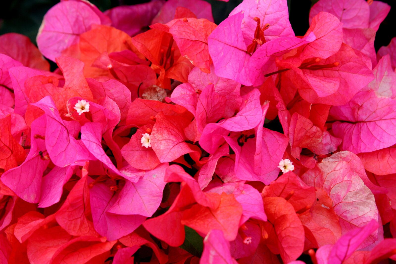 Canon EOS 20D sample photo. Flower, hawaii, plant photography